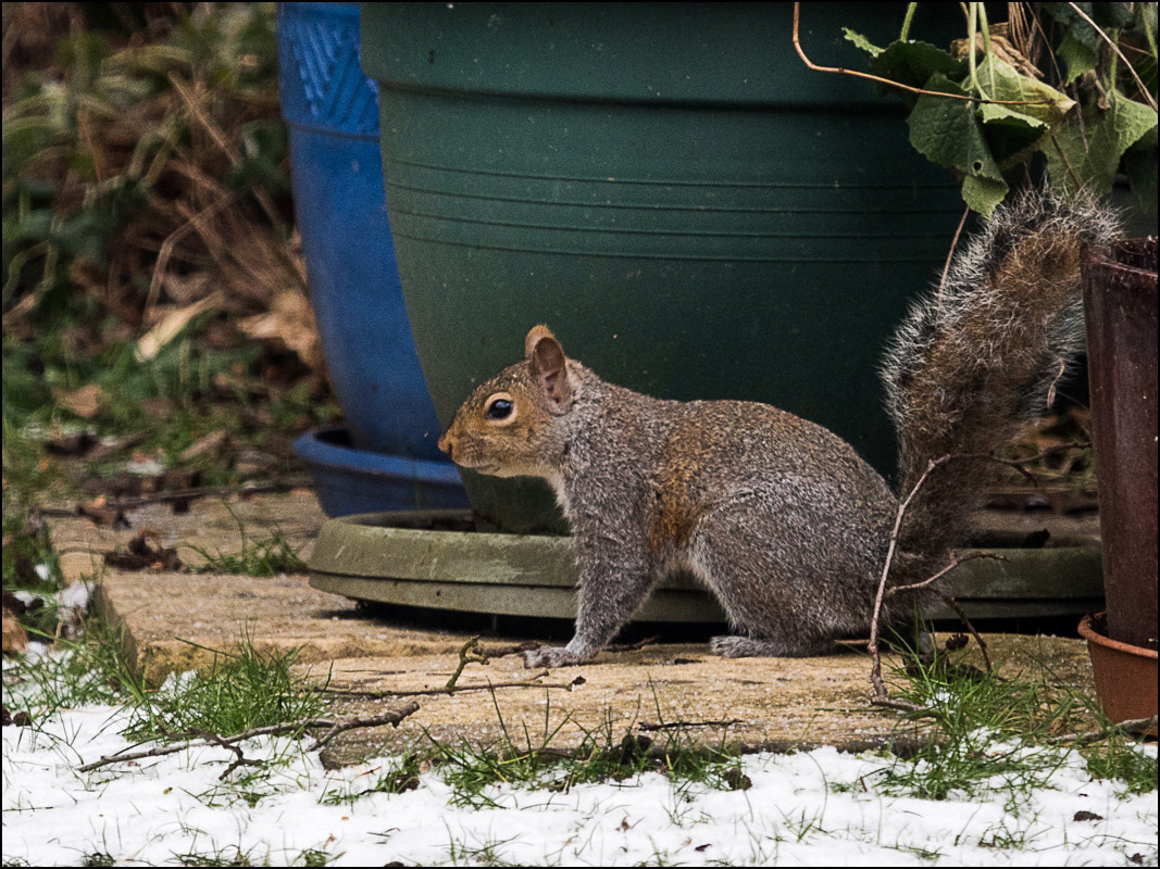 March 2nd | Squirrel in the Snow
