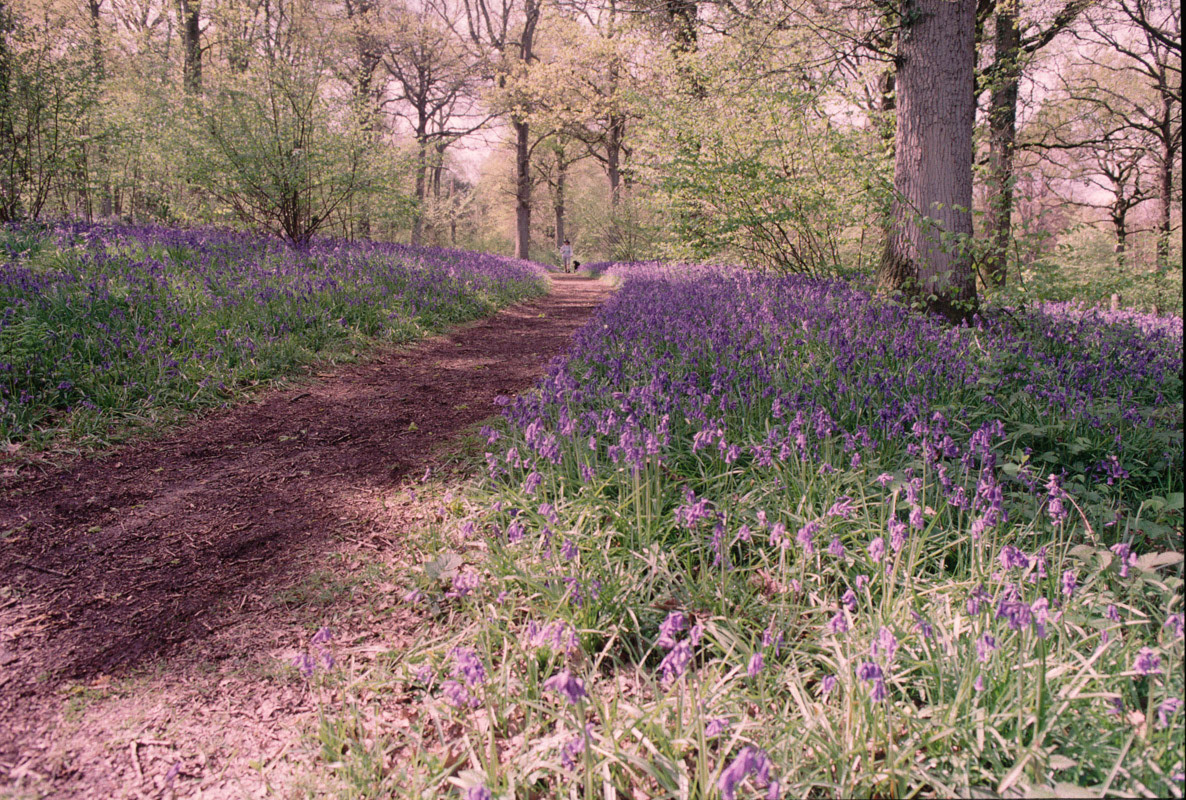 Scan of the original Kodachrome slide. I've increased the contrast, done a little dodging and burning to even out the exposure and "blued" the bluebells themselves to make them a little less purple.