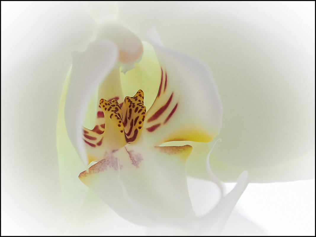 March 1st | Orchid (Focus Stack). Trying out the latest firmware upgrade for my Olympus OM-D 5 MkII. 8 shots, all at f2.8, automatically focussed-stacked in camera.