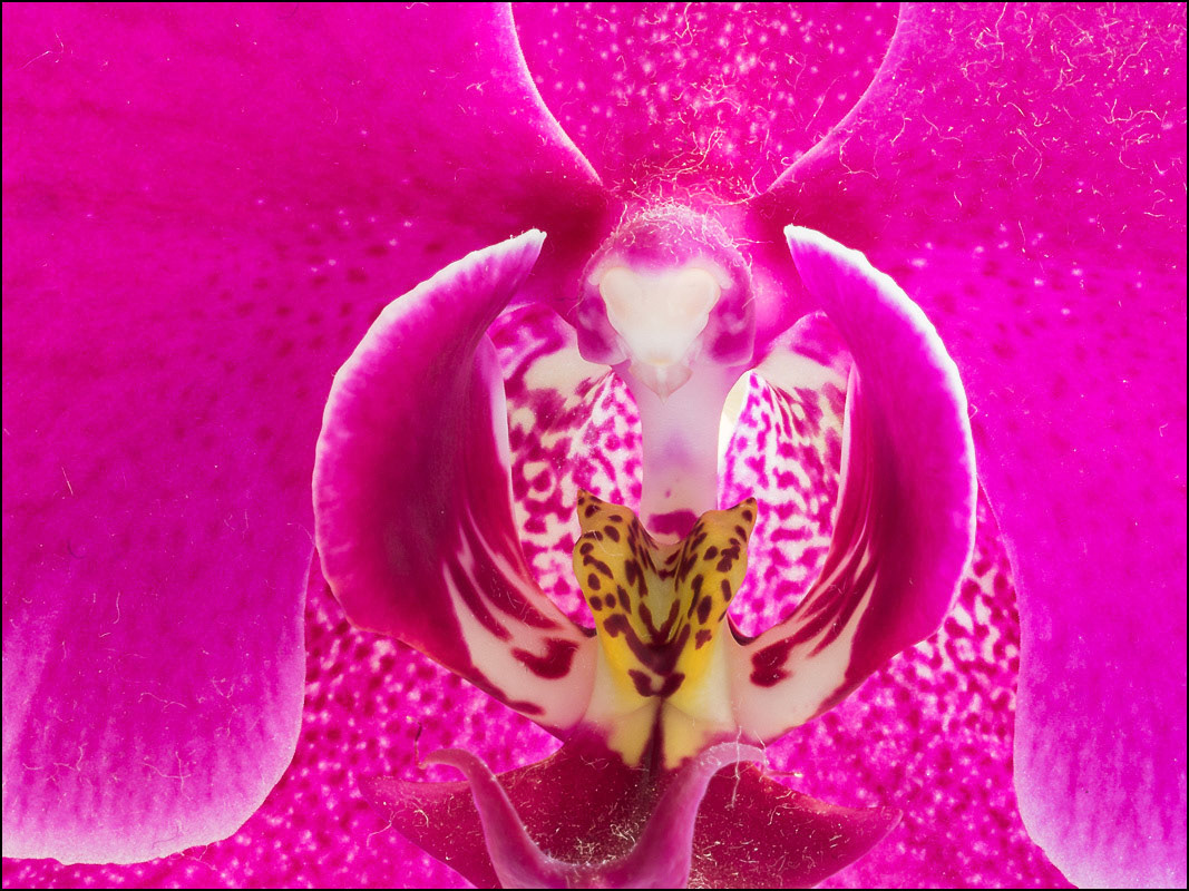 February 5th | Orchid