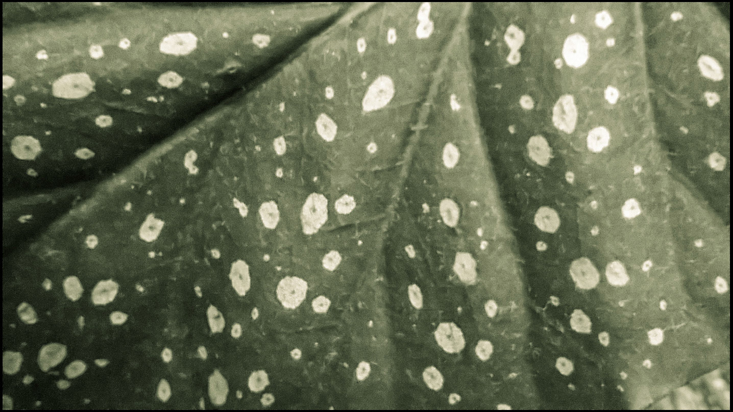 January 19th | Green Leaf