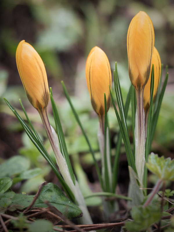 January 31st | Crocuses