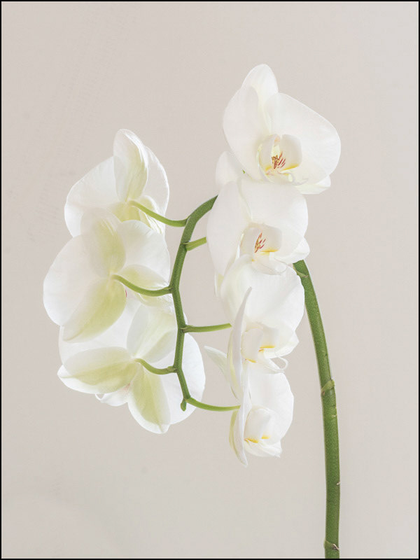 13th March | Orchid This time with ISO set to minimum. That's probably enough orchids for a while.