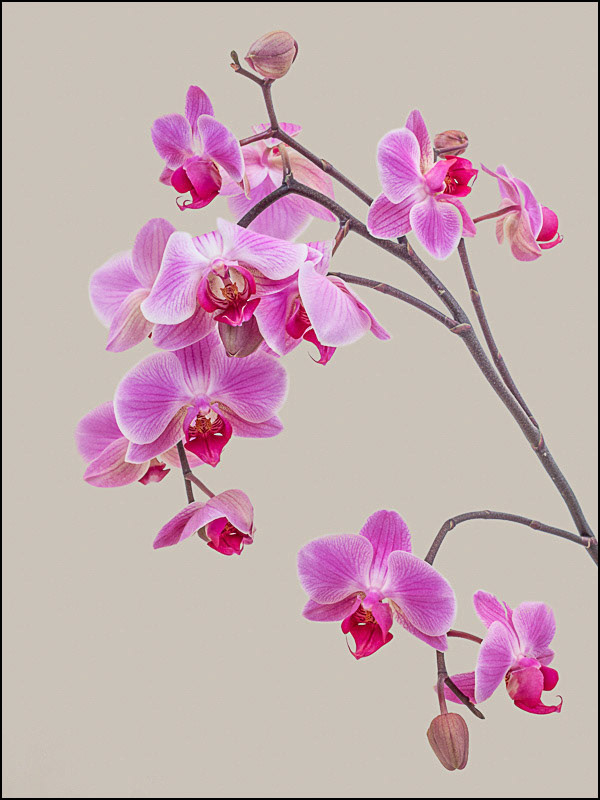 February 26th | Orchid