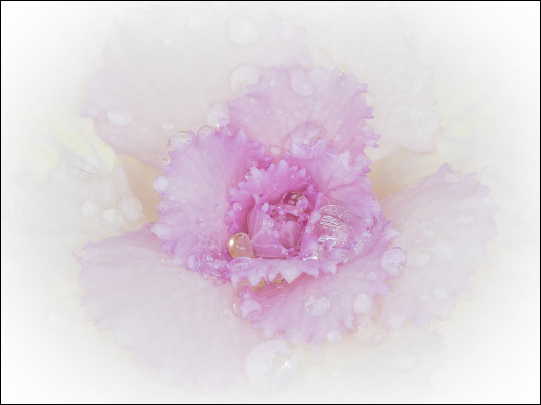 January 2nd | Raindrops on Cabbage.