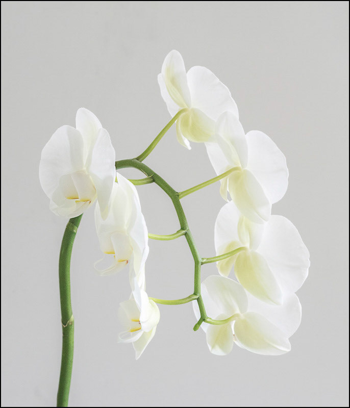 12th March | Orchid One of many lessons today: always check the ISO setting on your camera before shooting. Once I realised it was too late. Try again tomorrow.