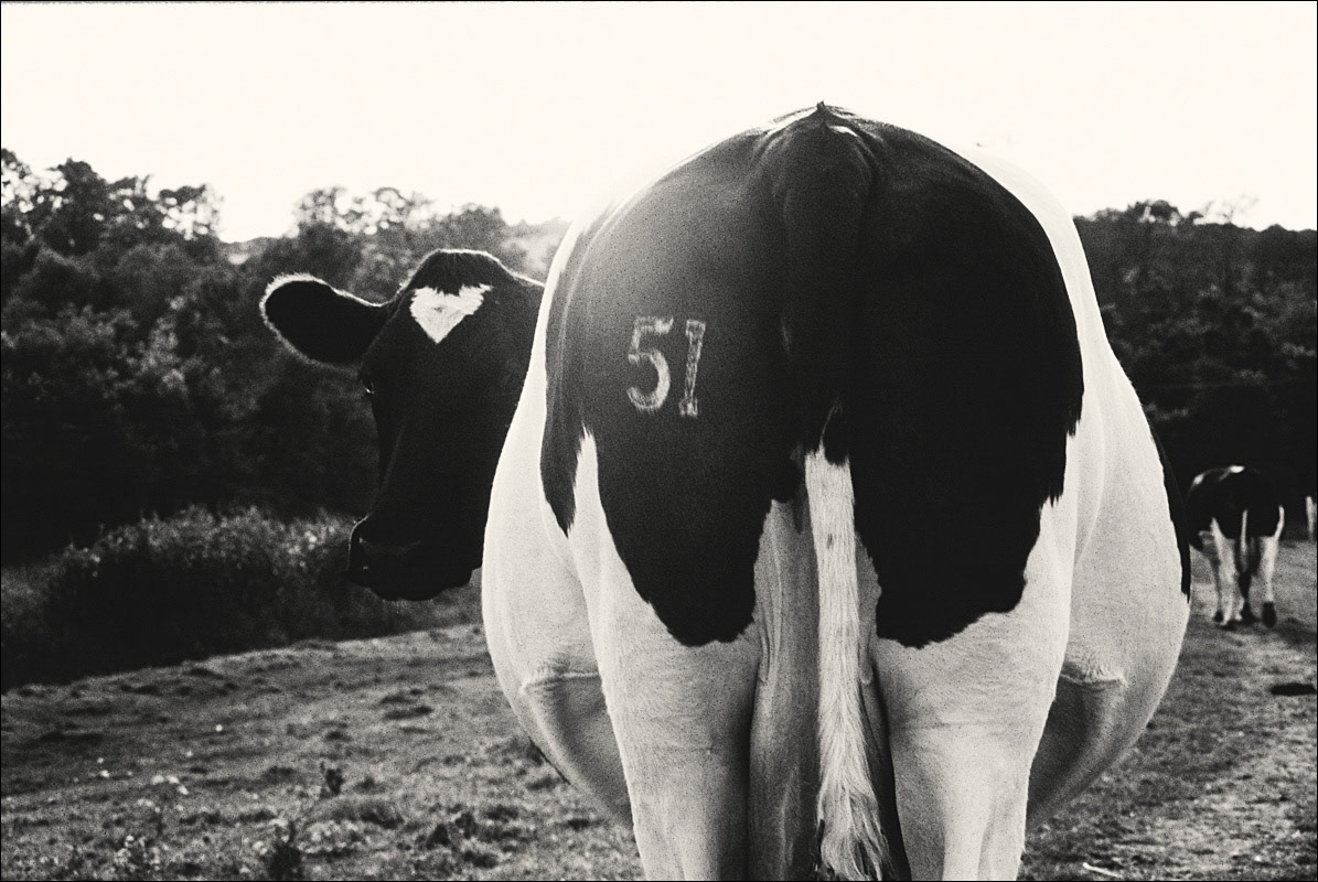 51 - Somewhere in Sussex, June 1988.