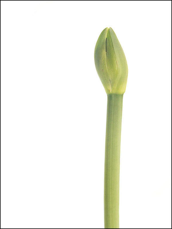 February 28th | Amaryllis