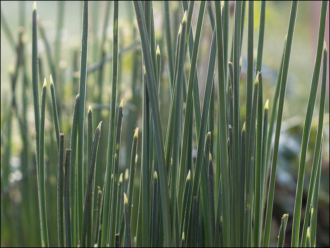 January 30th | Green Shoots of Recovery