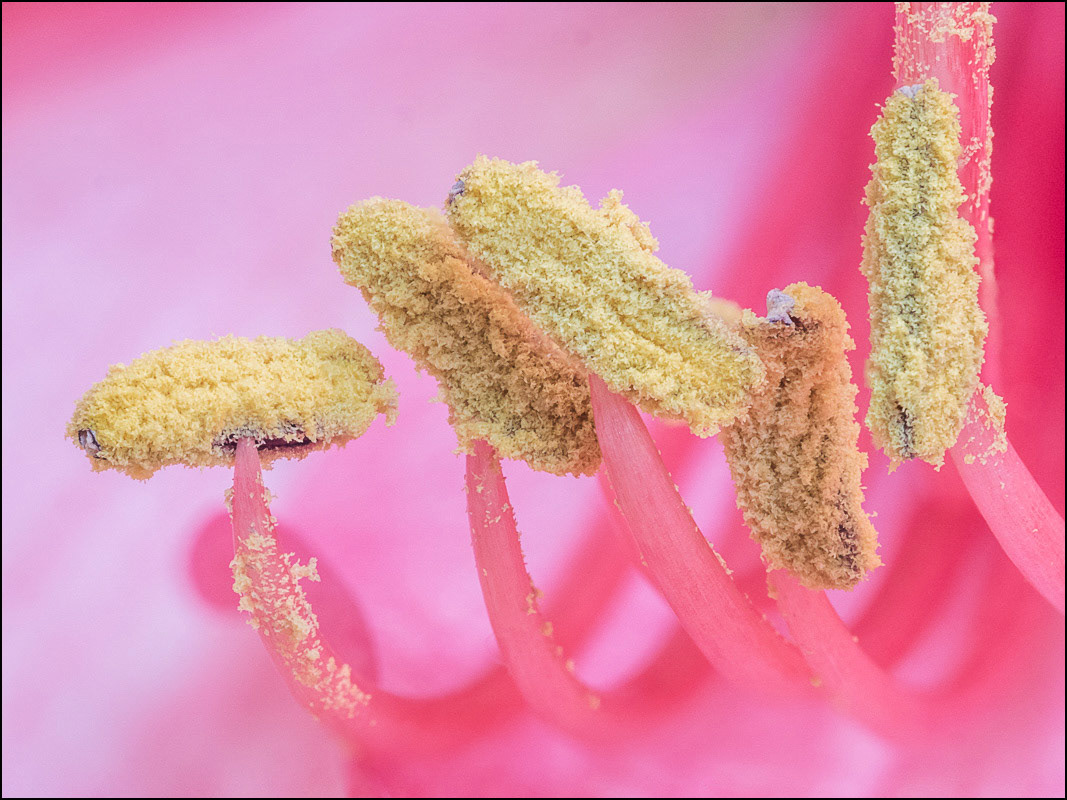 March 19th | Amaryllis Pollen. 6-shot focus stack.