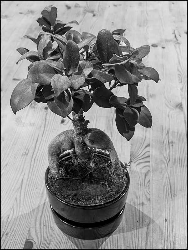 January 4th | Bonsai Sitting.  Looking after a neighbour's pride and joy for a couple of weeks - heavy responsibility.