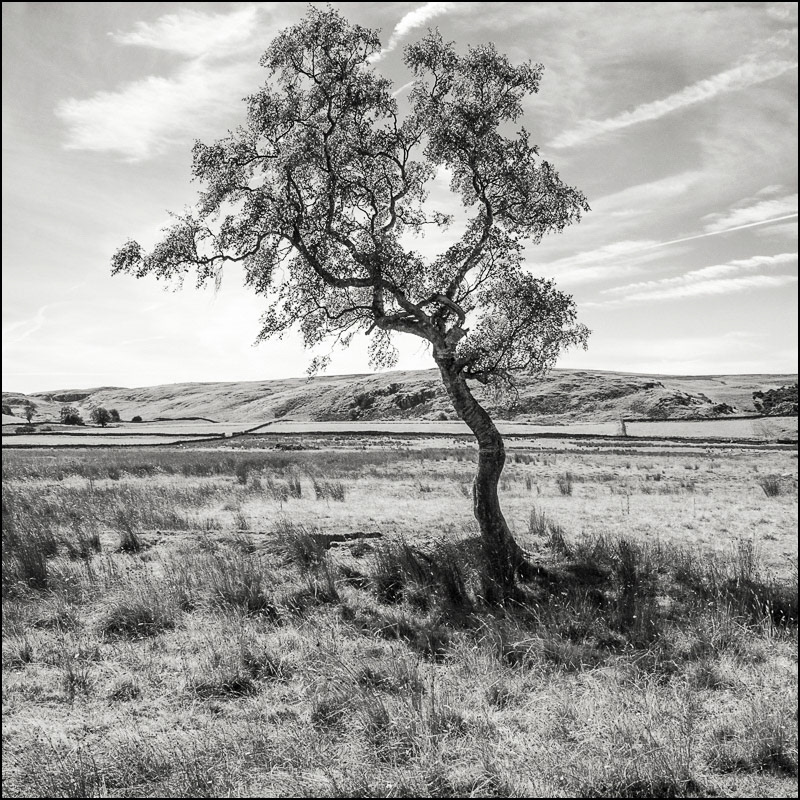 Lone Tree, Near High Force, County Durham.