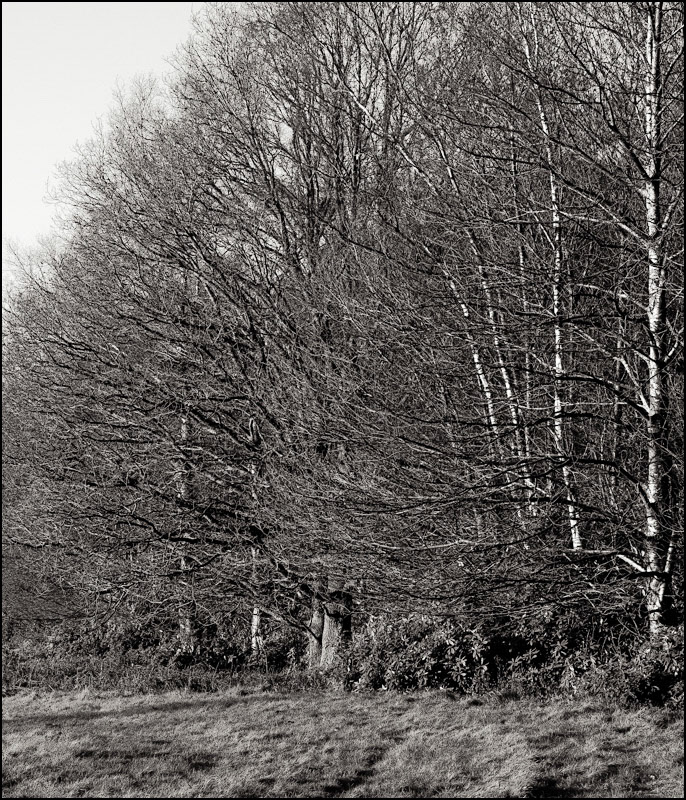 January 7th | Treeline