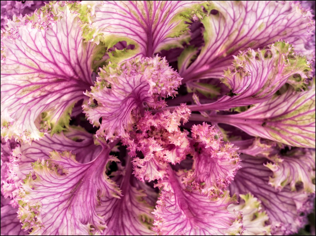 January 14th | Ornamental Cabbage