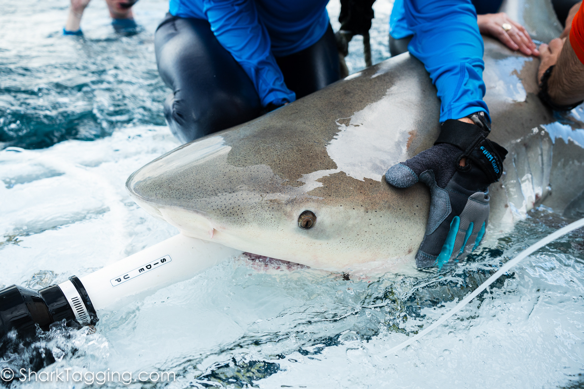 Shark Research and Conservation