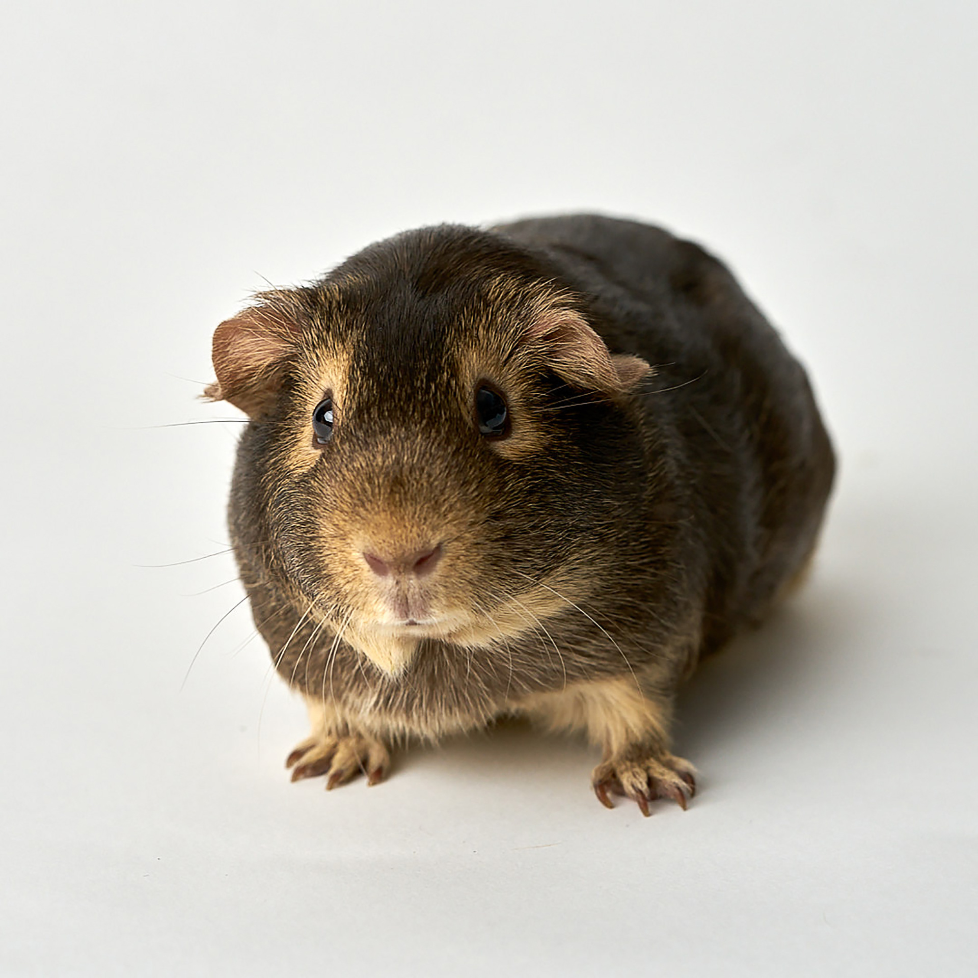 Meerschweinchen "Snickers"