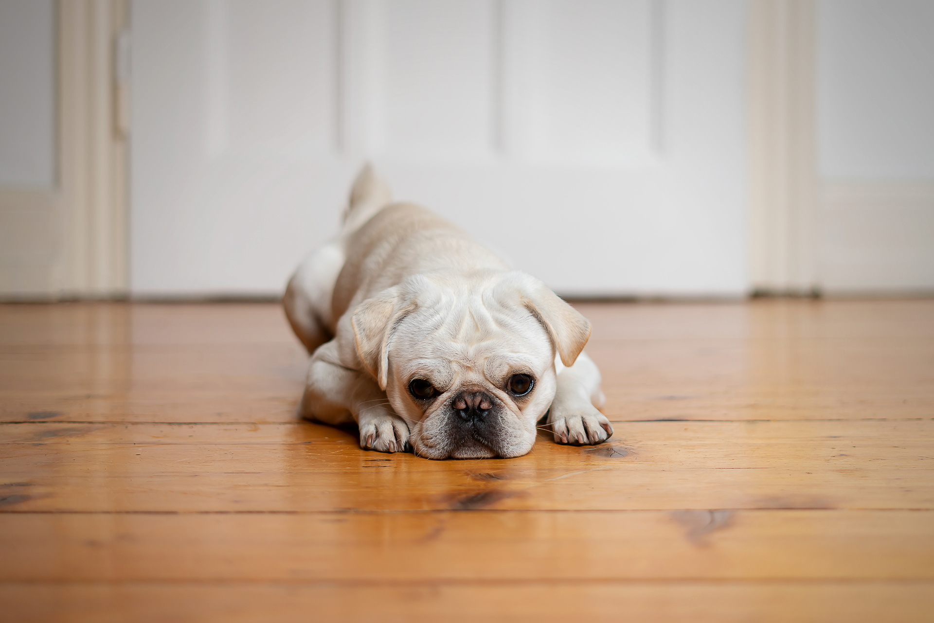 Mops "Little Buddha"
