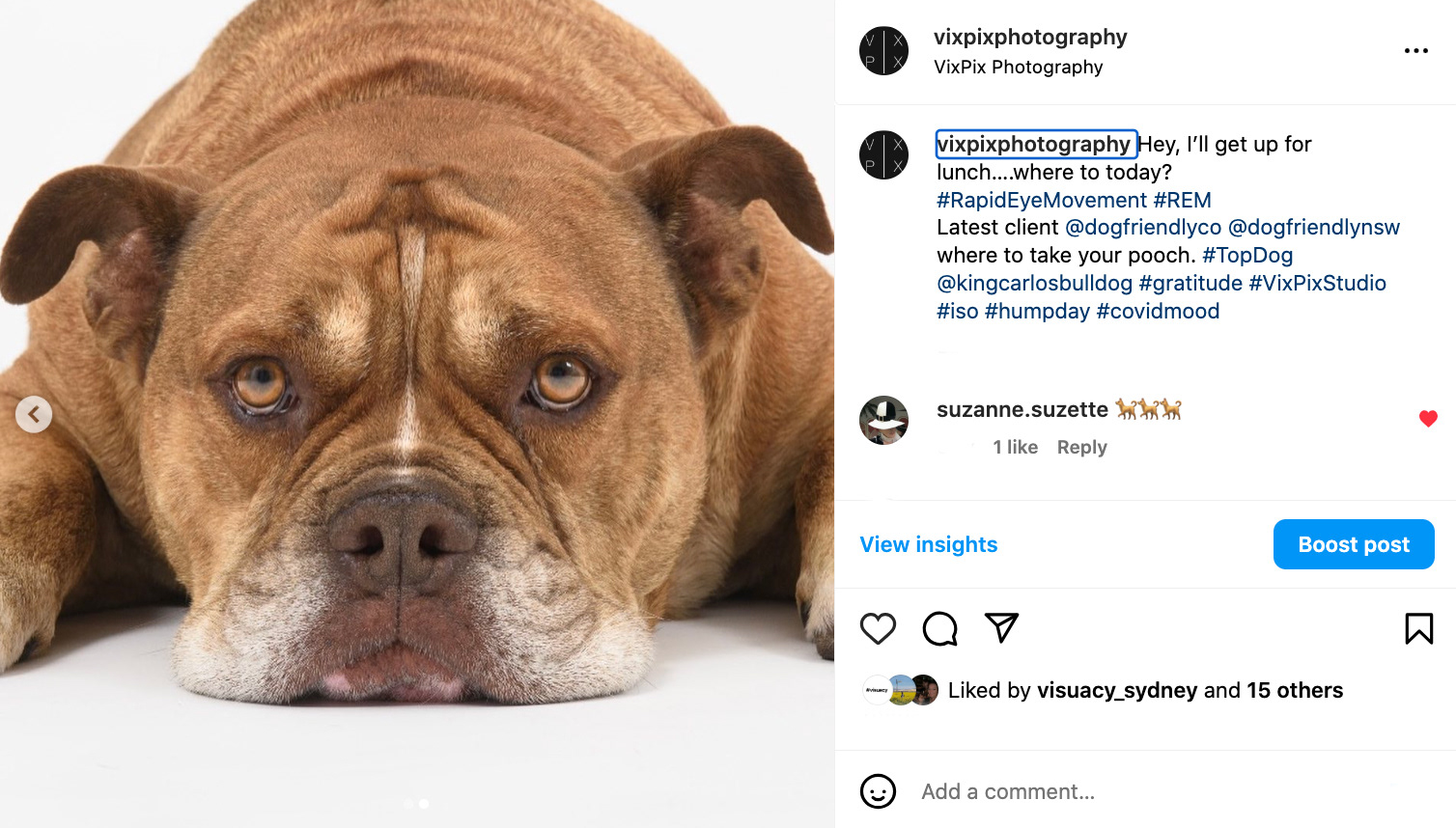 Dog Friendlyco Model King Carlos