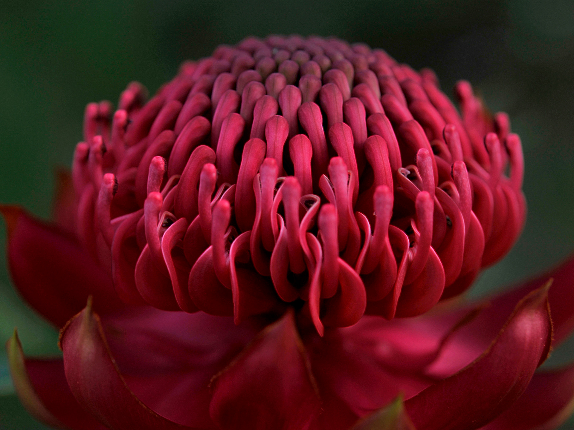 Native flowers Southern Highlands