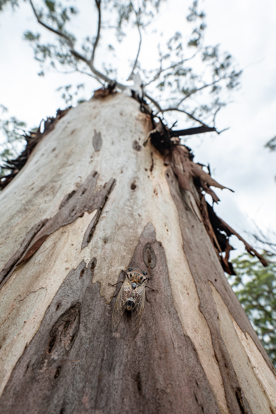 spot the cicada unyoked .co