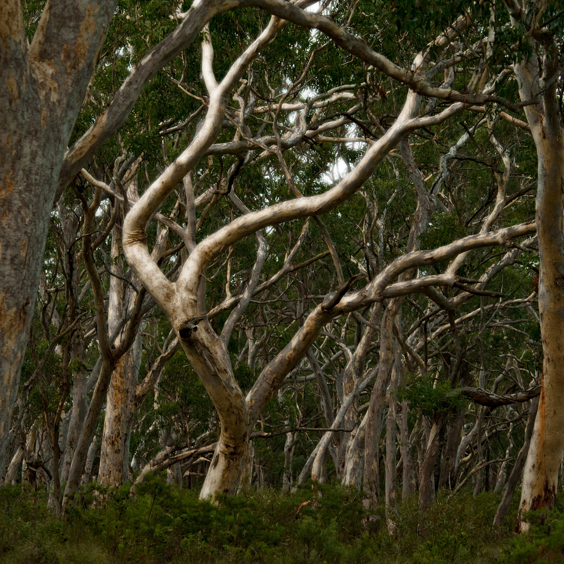 Native Flowers Southern Highlands