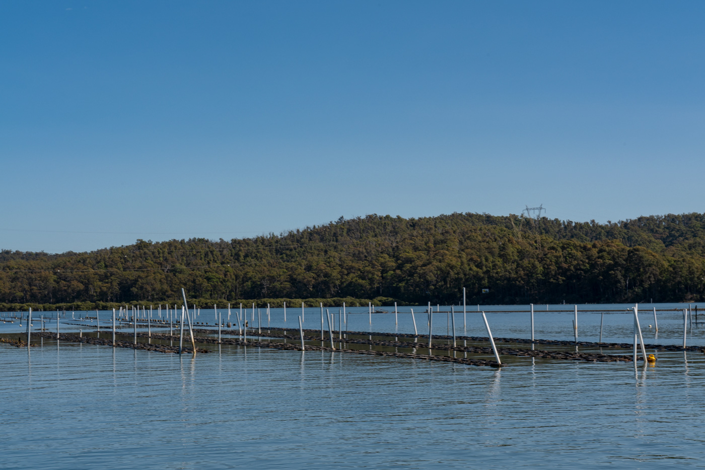 For the love of Oysters Clyde River Jase Finlay