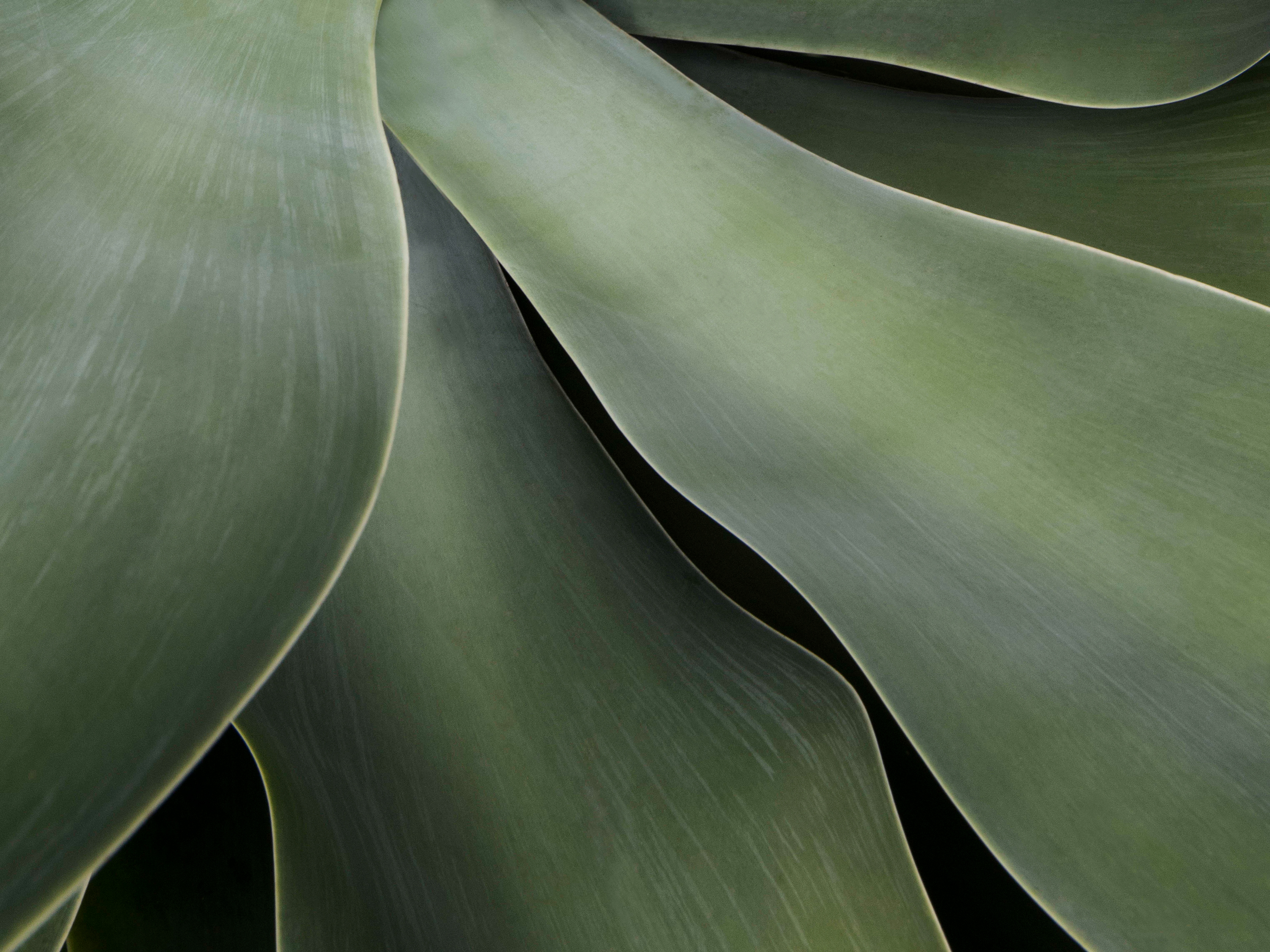 colour, form, line, pattern