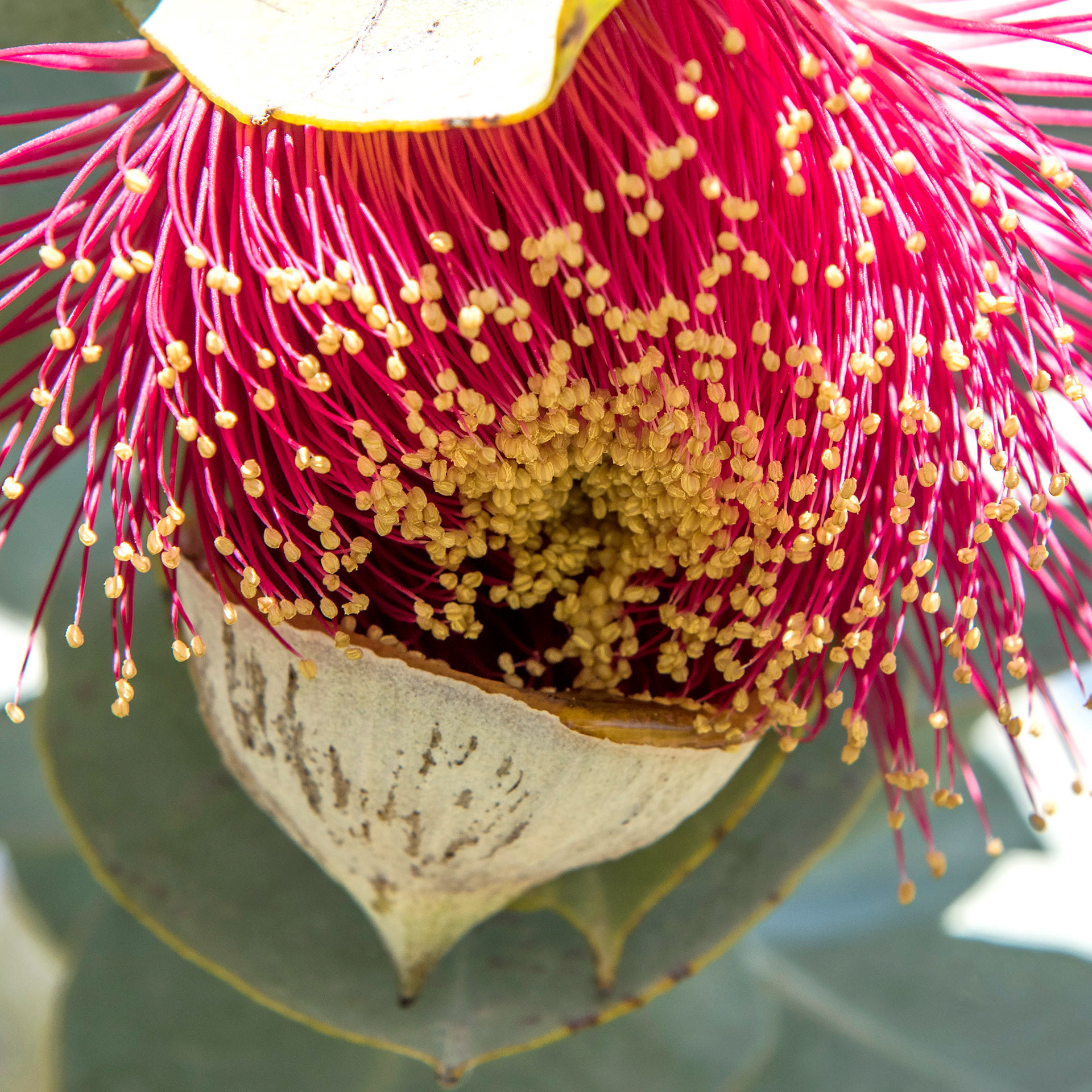 Native Flowers Victoria
