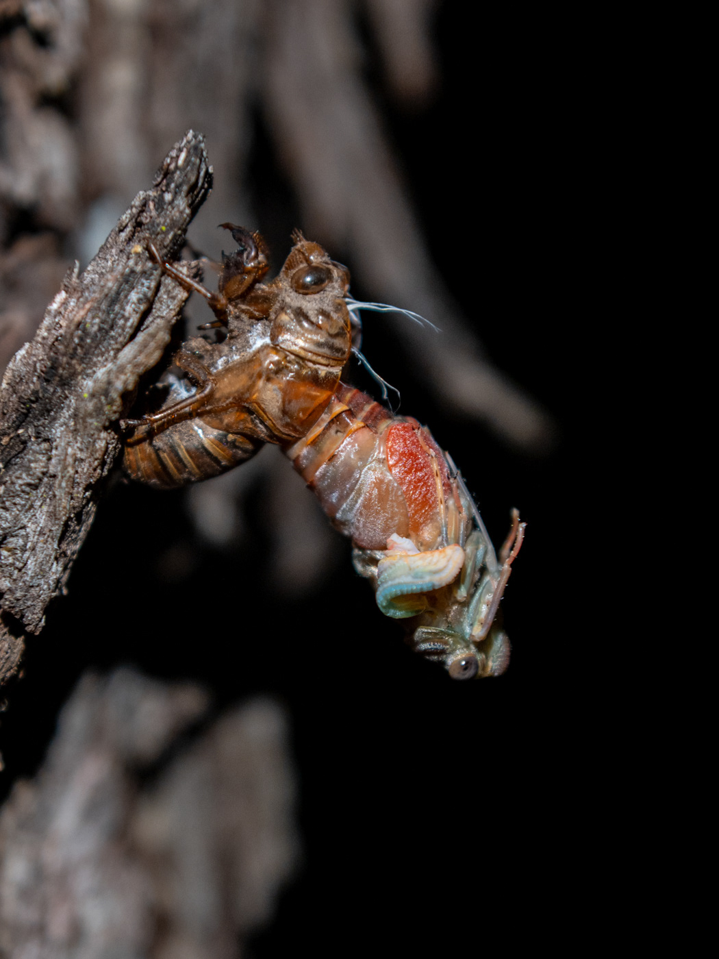 at night cicada rebirth unyoked.co 