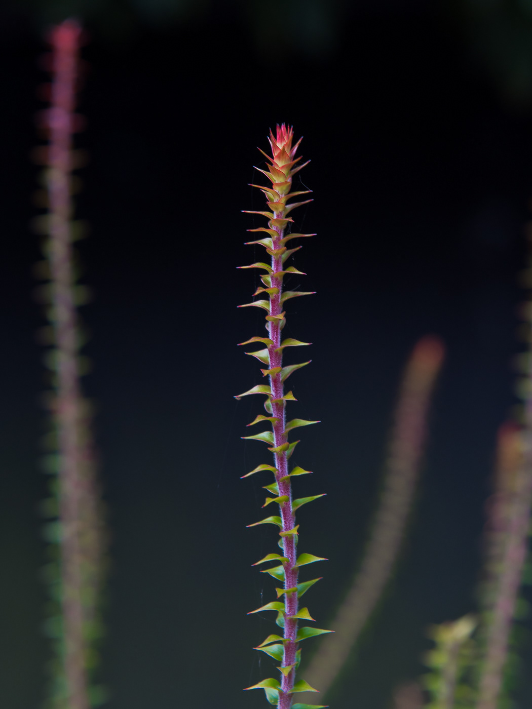 Love of natives sculptural