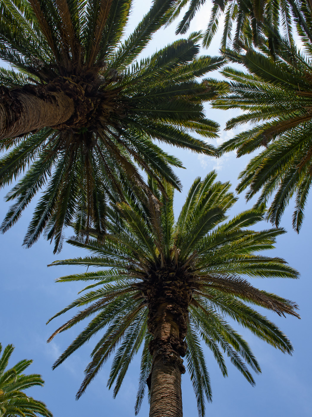 Cronulla Esplande walk