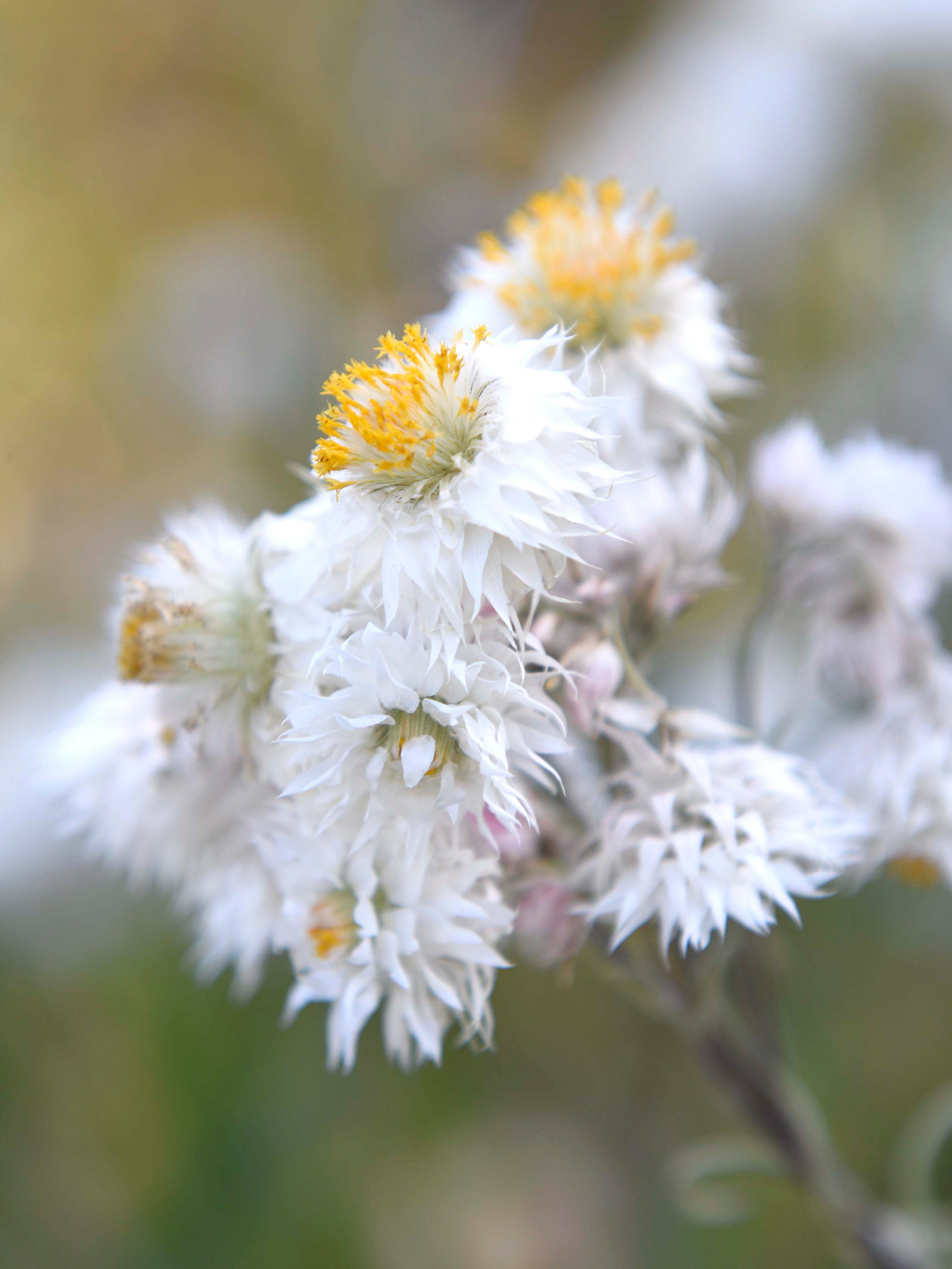 Native Flowers Southern Highlands