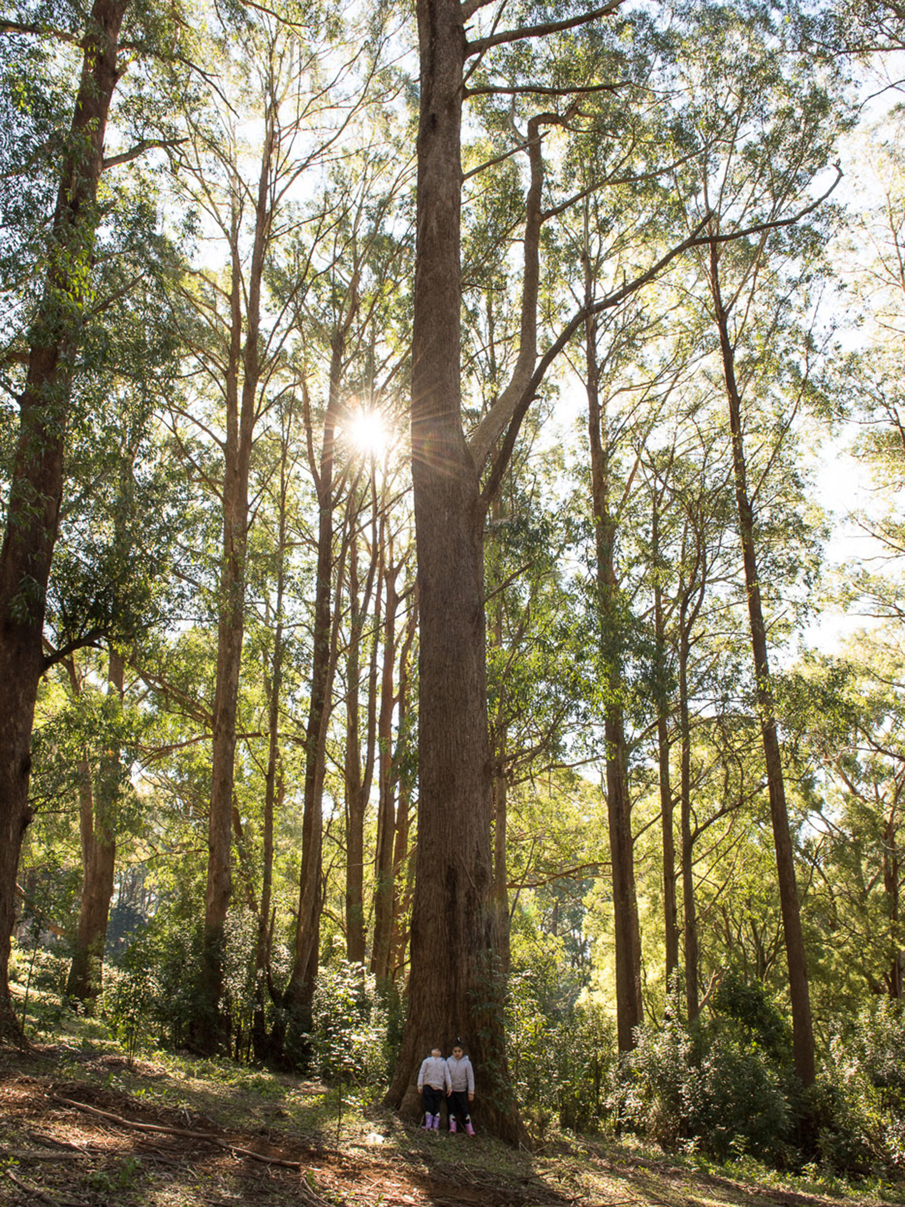 line, contrast, perspective