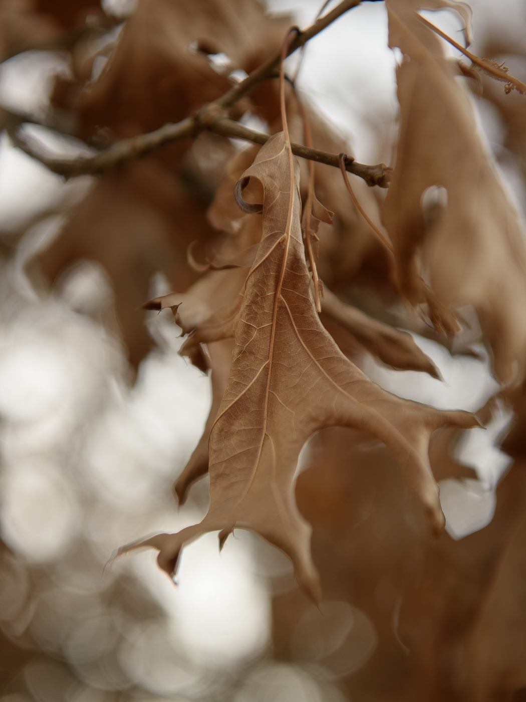 Autumn Lake Alexander SH