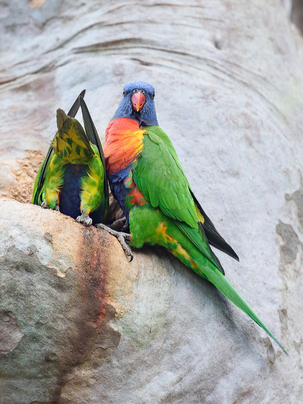 Cronulla darook Park 