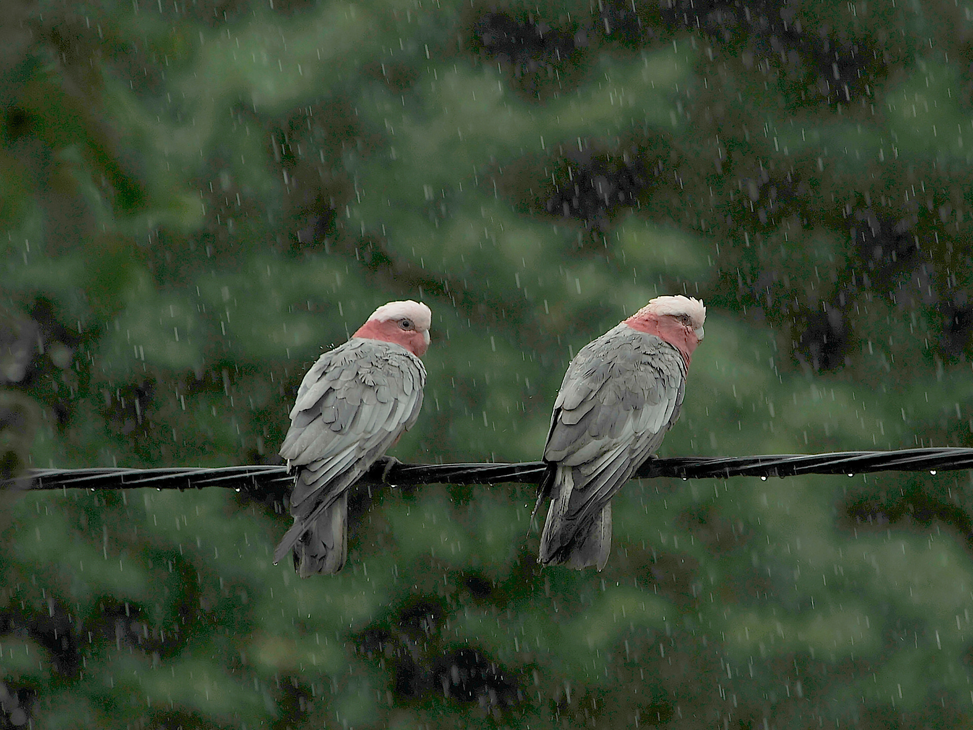 birds in all weather