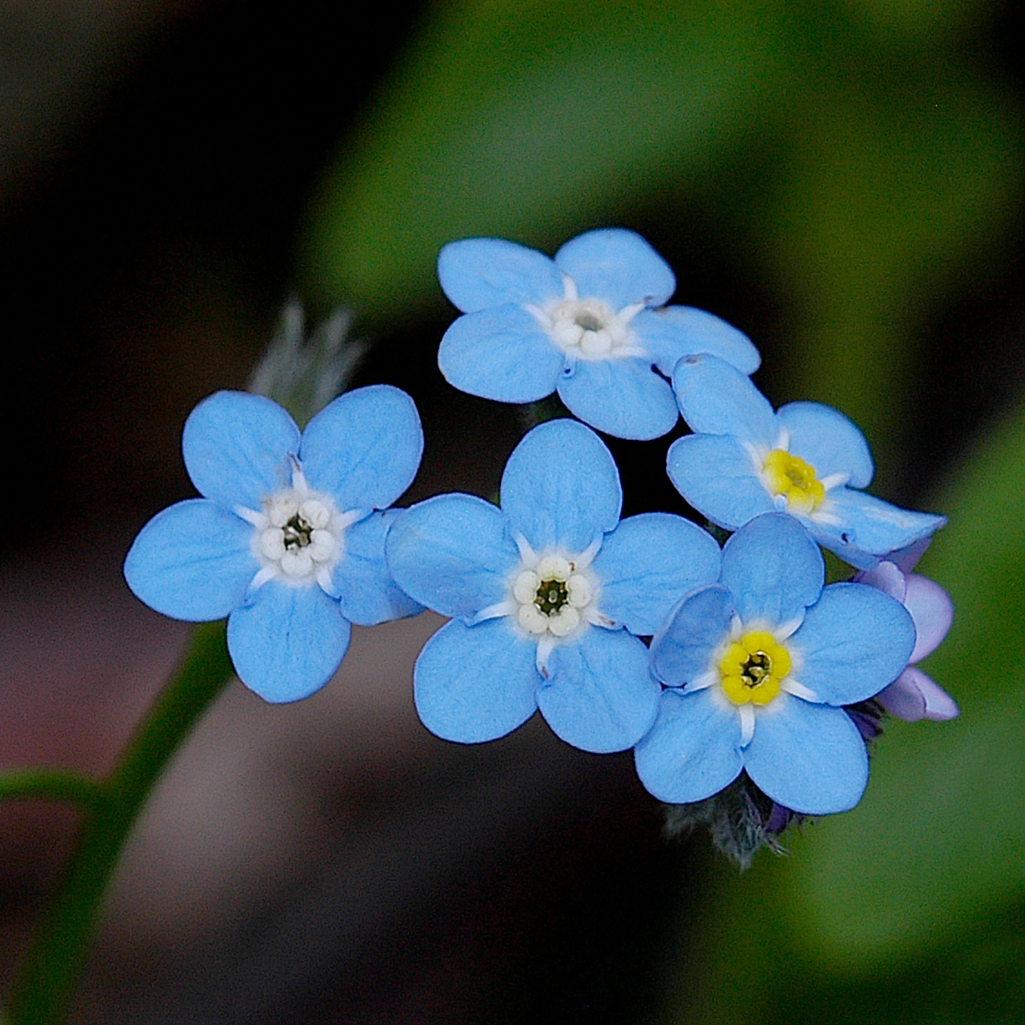 Native Flowers Southern Highlands