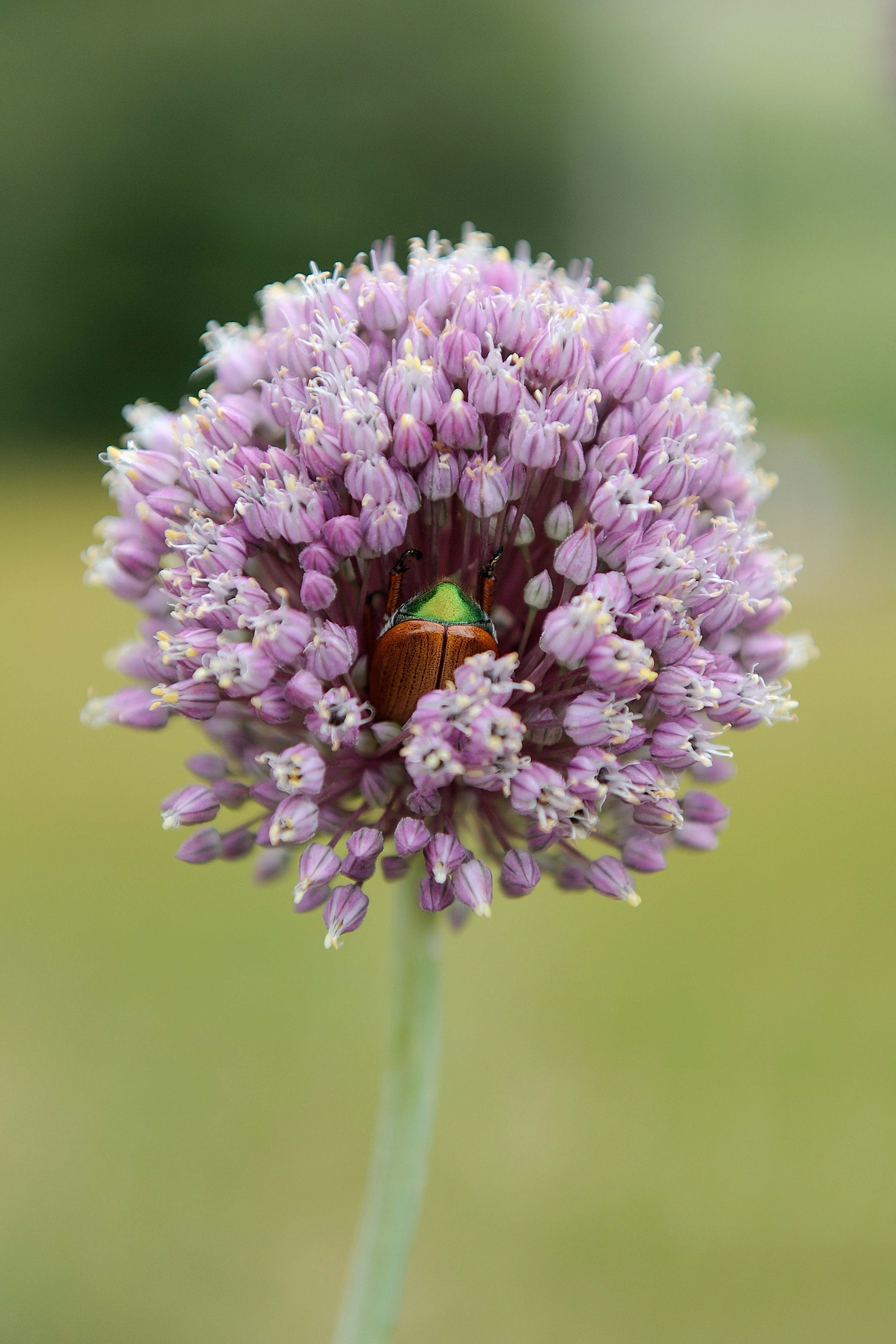 form, contrast, colour