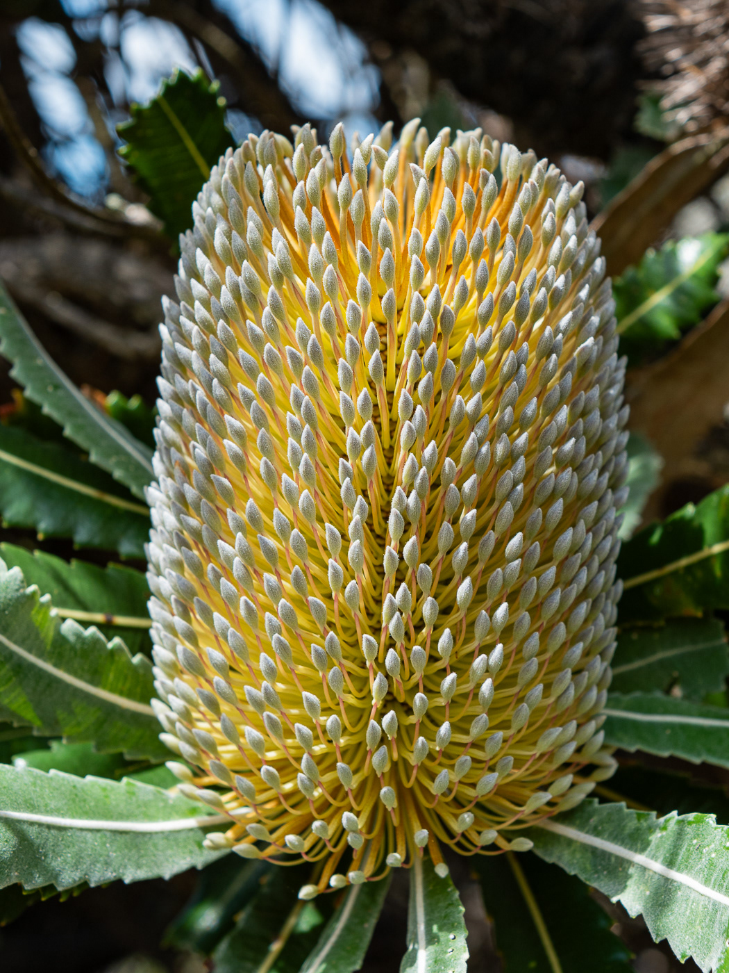 pattern, form, contrast