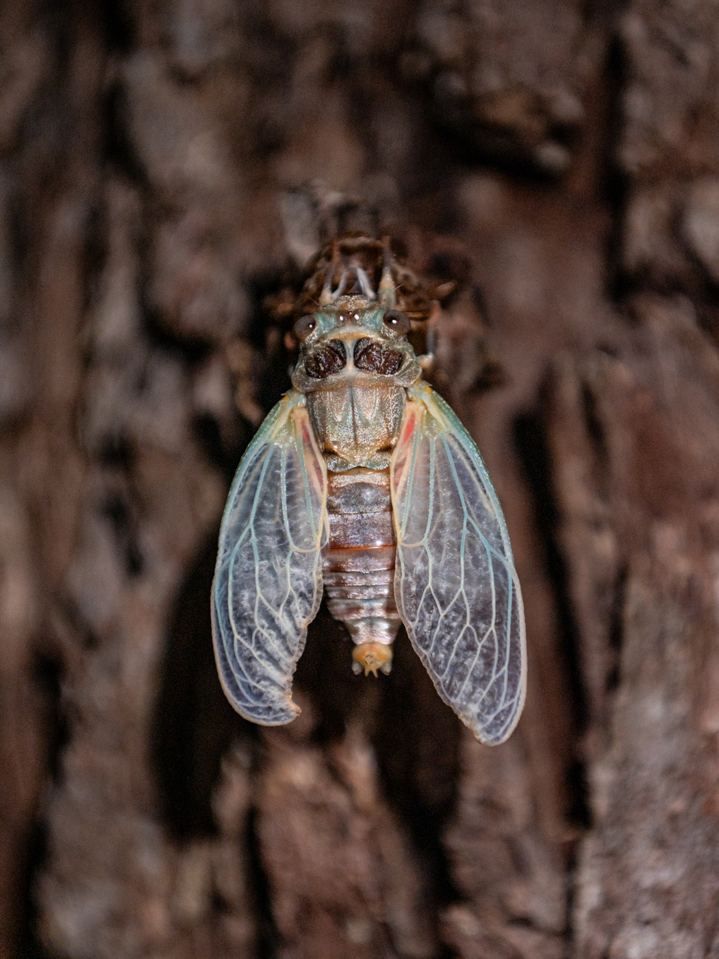 at night cicada rebirt unyoked.co