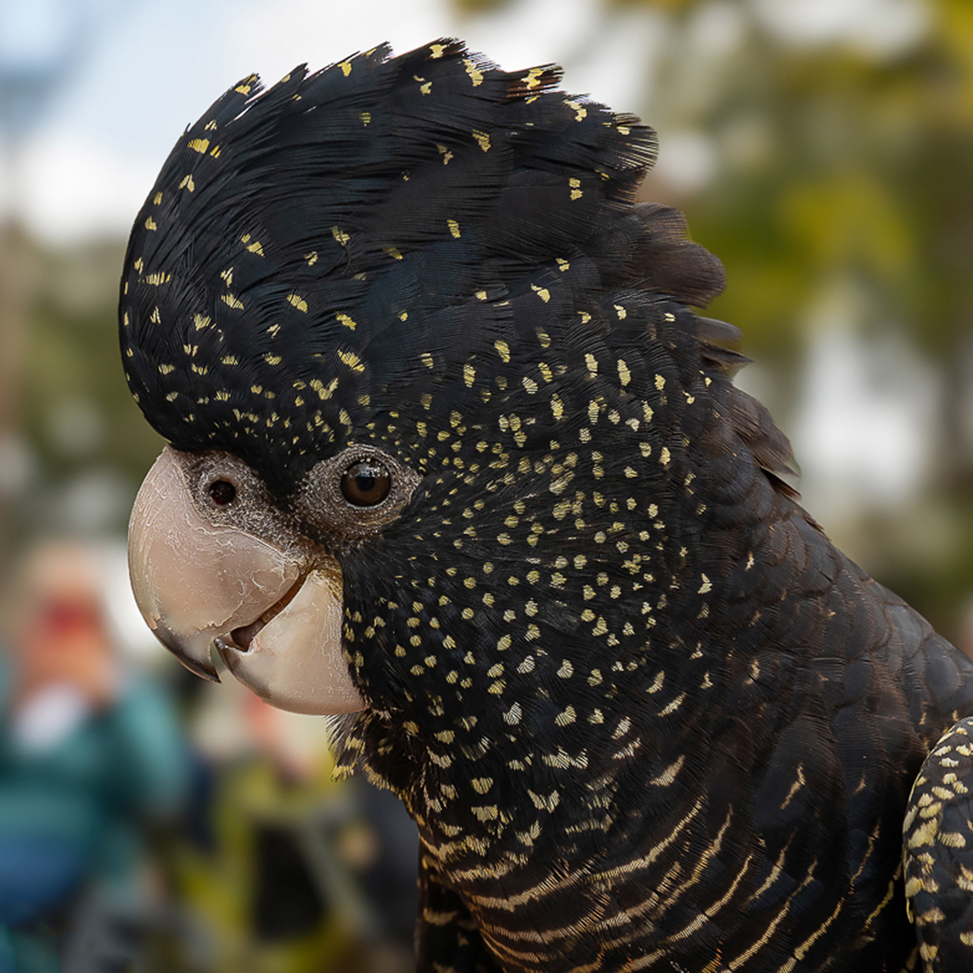 featheredfriends.com.au