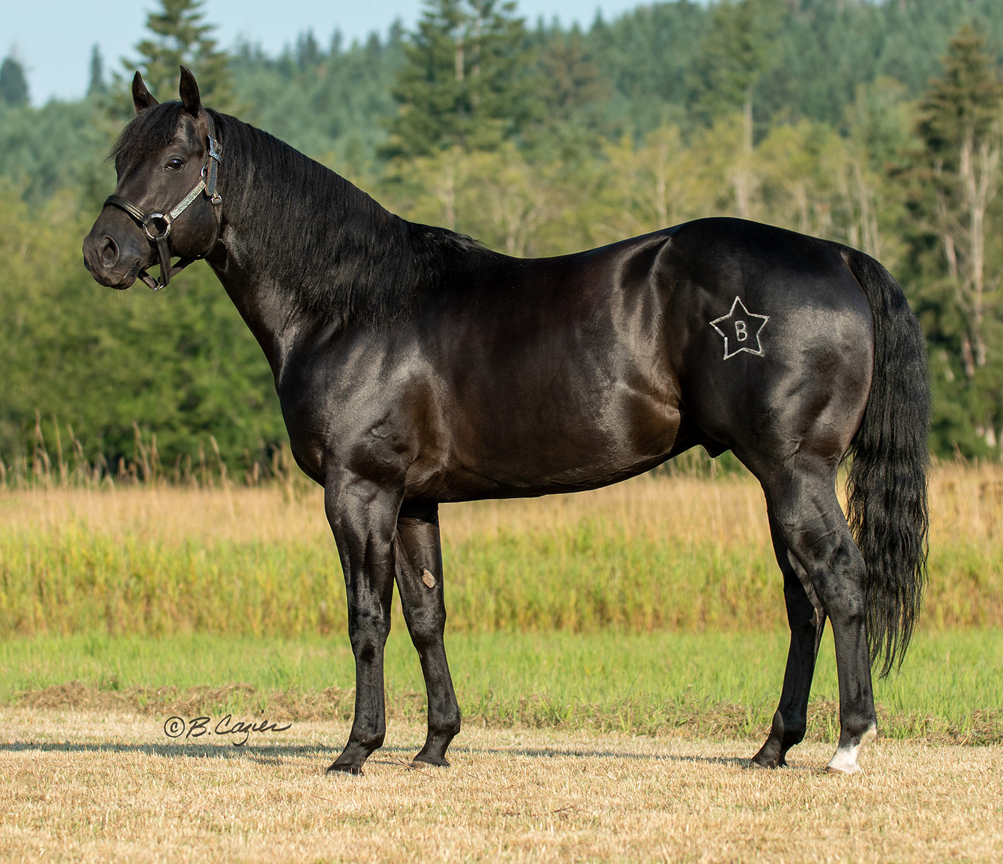 Judge My Class owned by Star Bailey Ranch