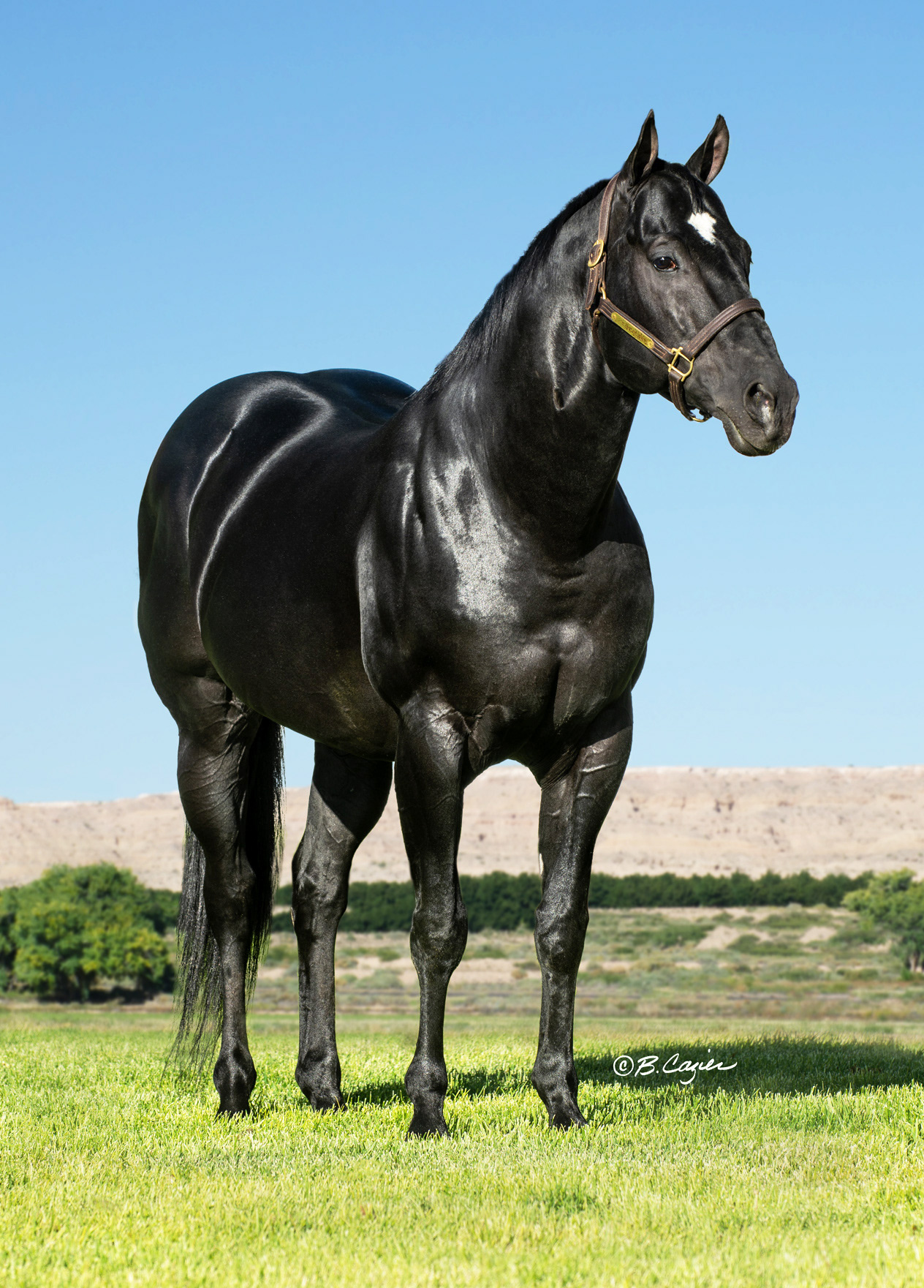 Jet Black Patriot  Copper Spring Ranch