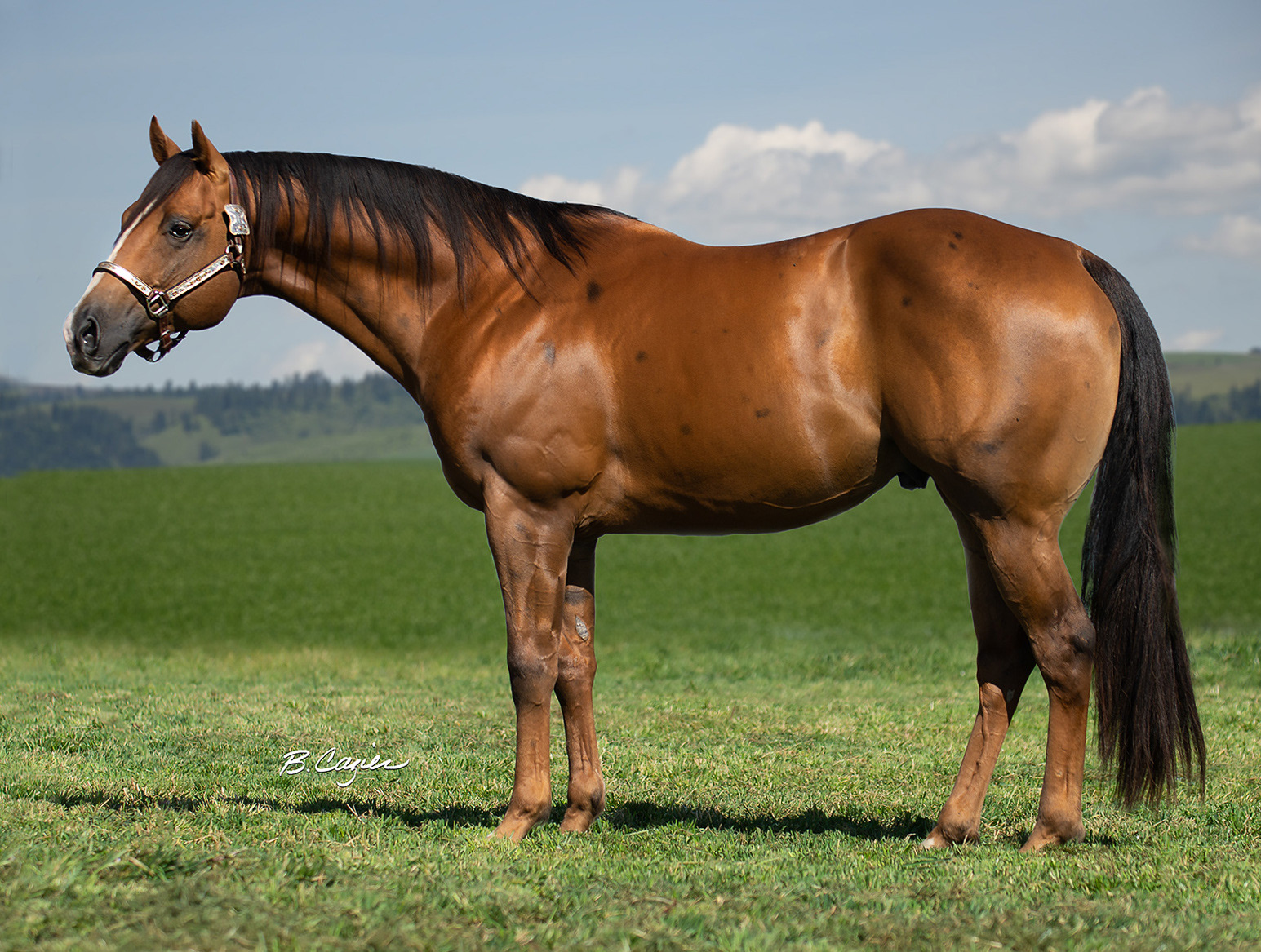 Mulberry Fame   Cross Country Ranch