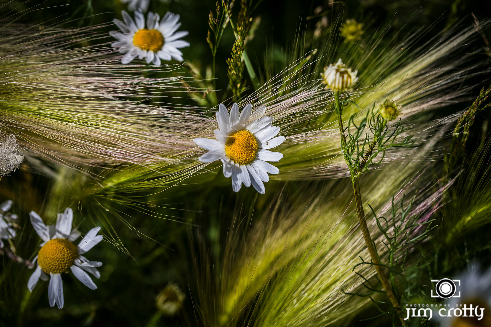 Meadow grass, flowers, and sky at Eagle Nest Lake, New Mexico by Jim Crotty