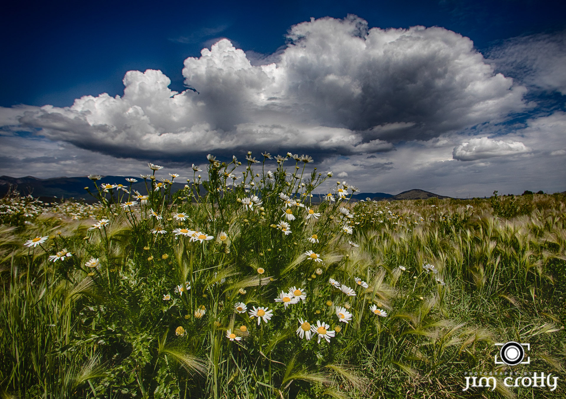 Meadow grass, flowers, and sky at Eagle Nest Lake, New Mexico by Jim Crotty