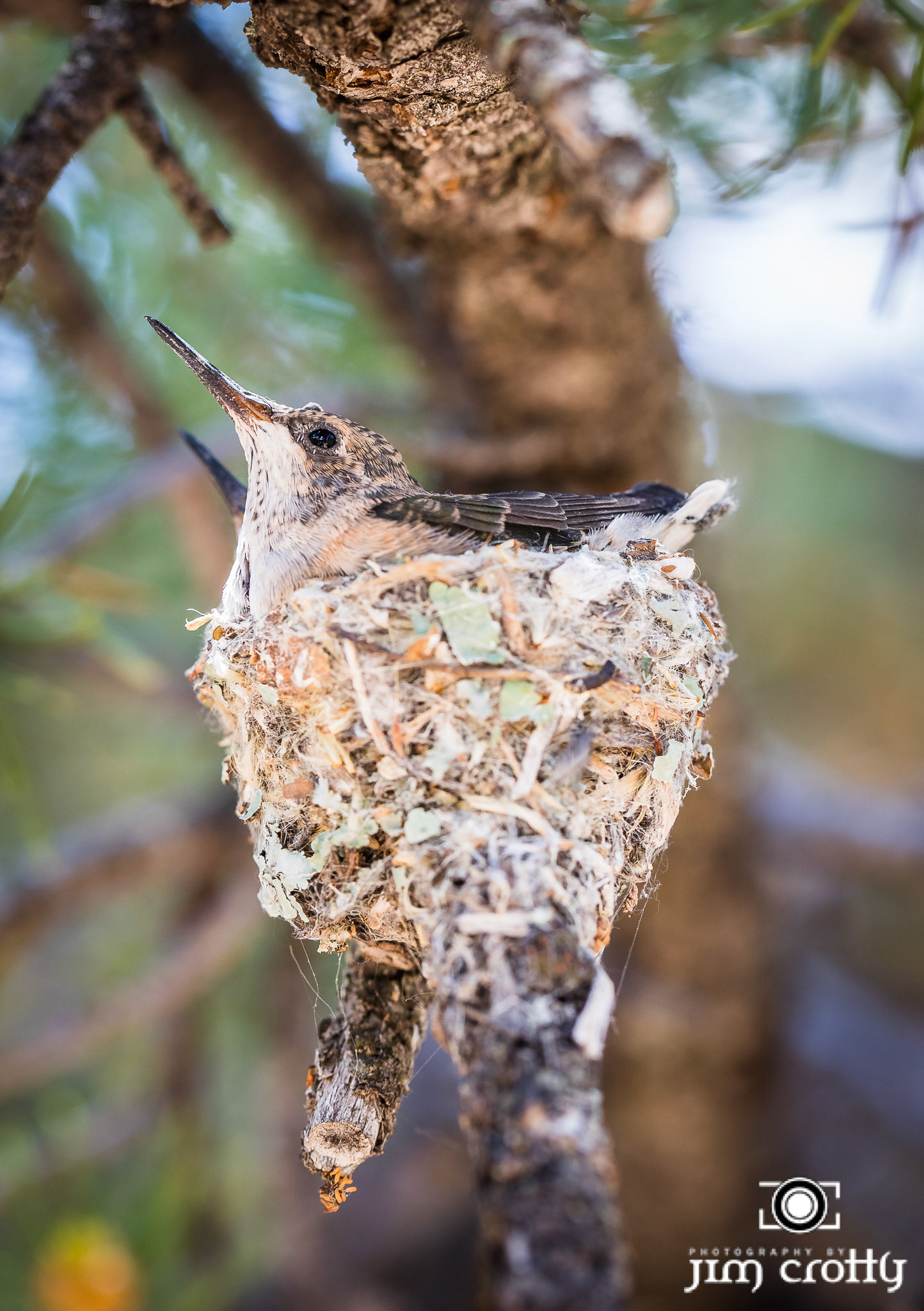 Broad-tailedHummingbird