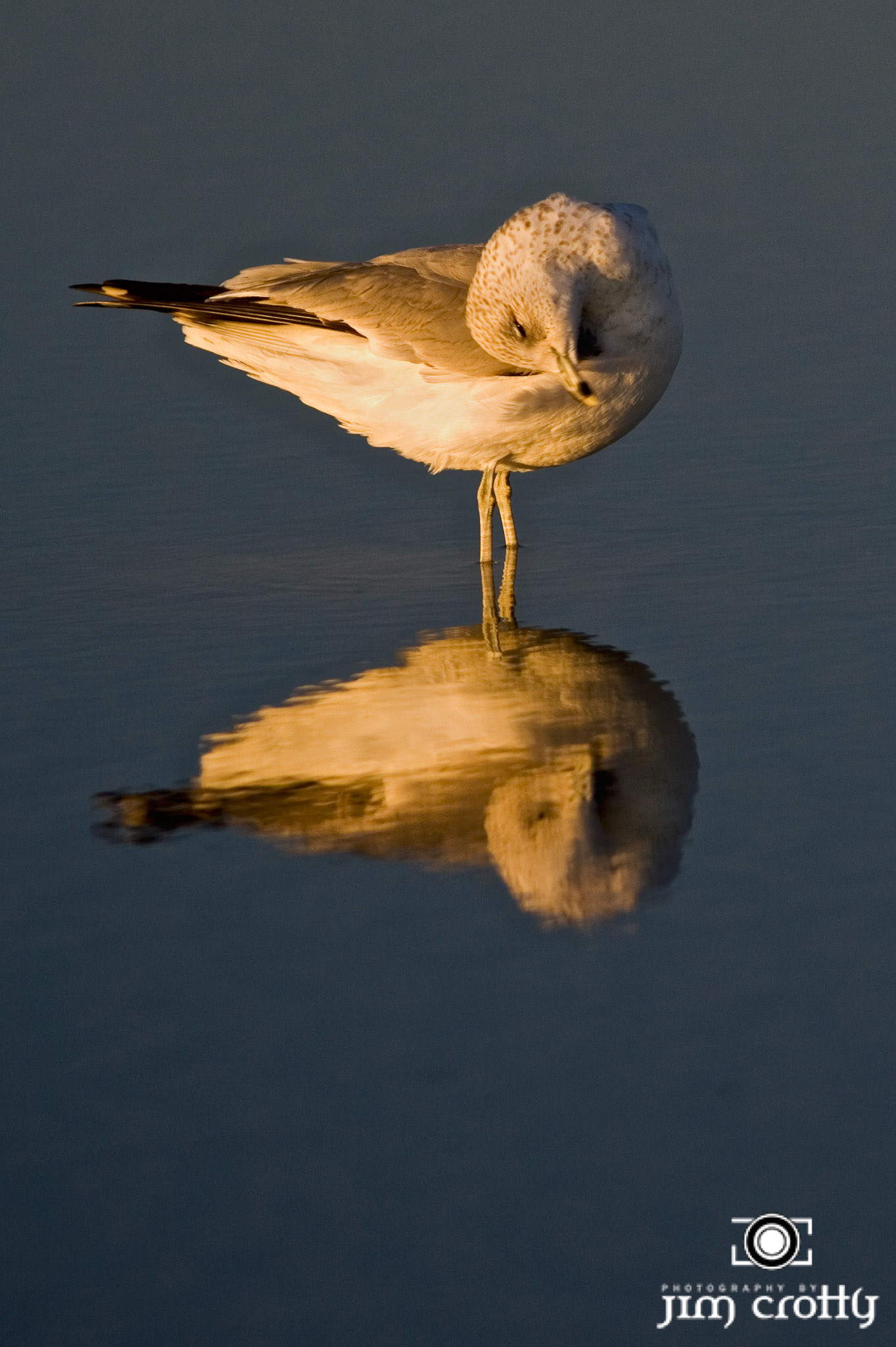 Seagull reflected on beach on Hilton Island South Carolina by Jim CrottyAvian Photography by Jim Crotty