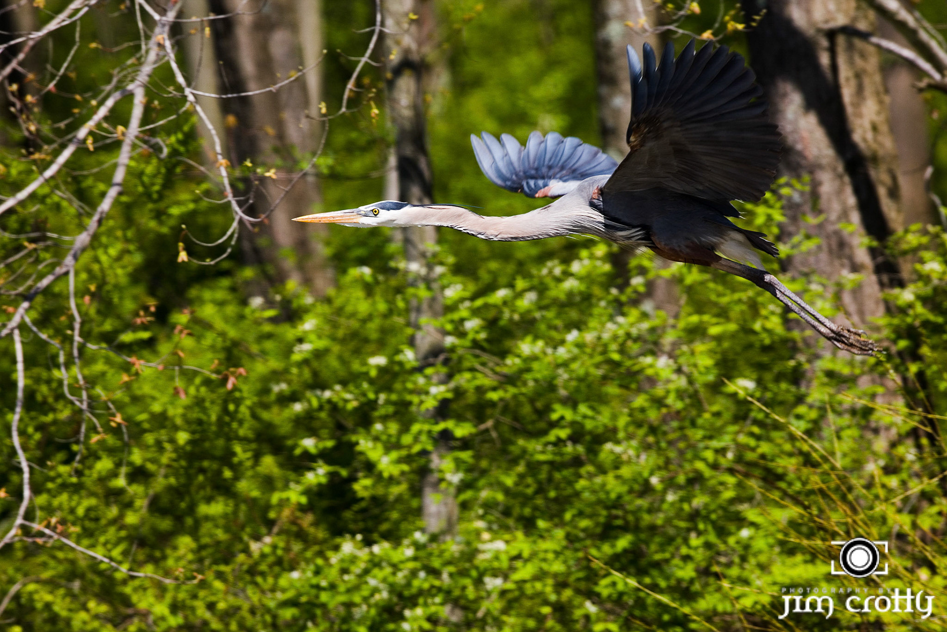 Great Blue Heron in Hocking Hills Ohio near Lake Logan photographed by Jim CrottyAvian Photography by Jim Crotty