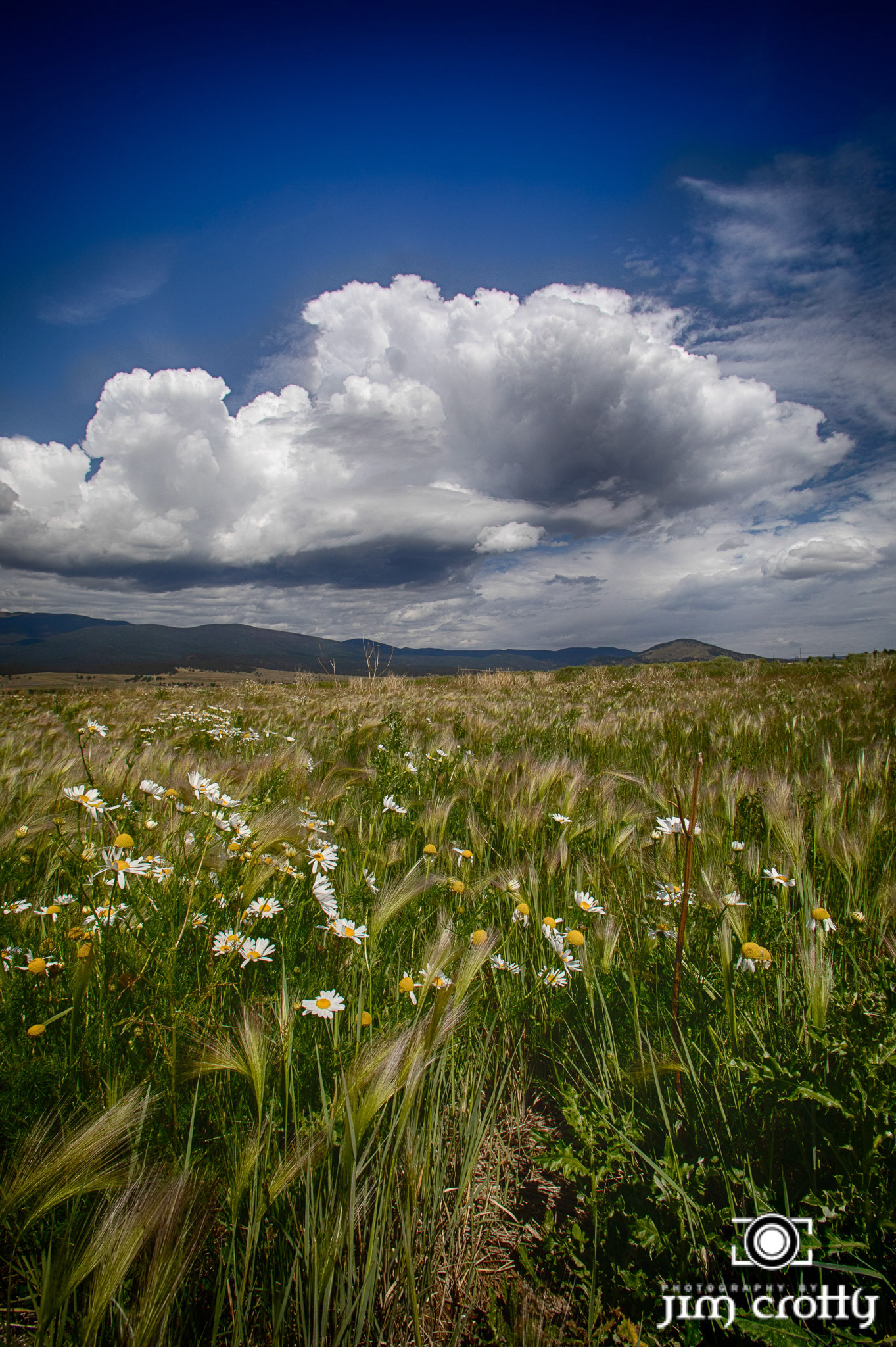Meadow grass, flowers, and sky at Eagle Nest Lake, New Mexico by Jim Crotty